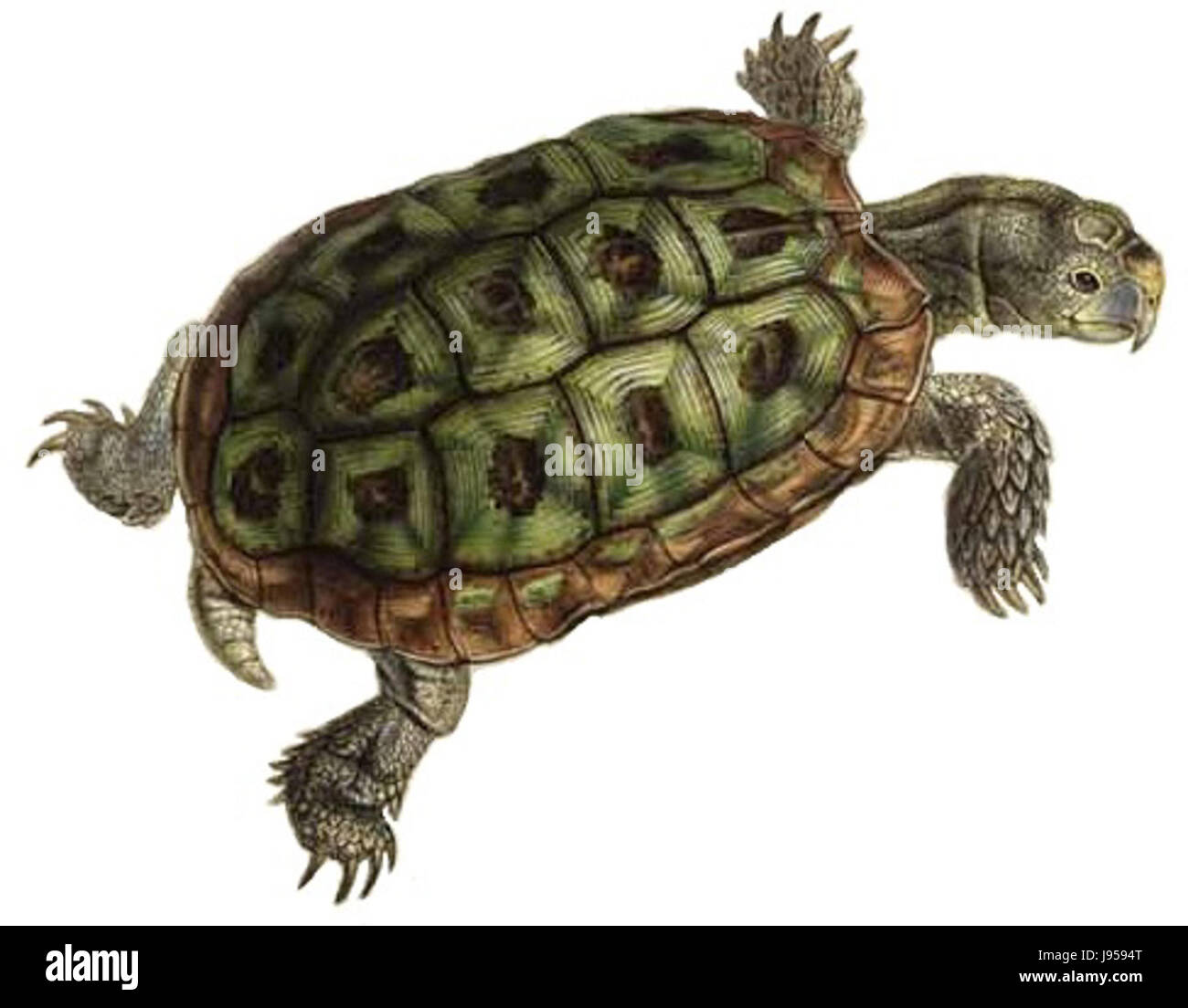 Testudo areolata Bell capovolto Foto Stock