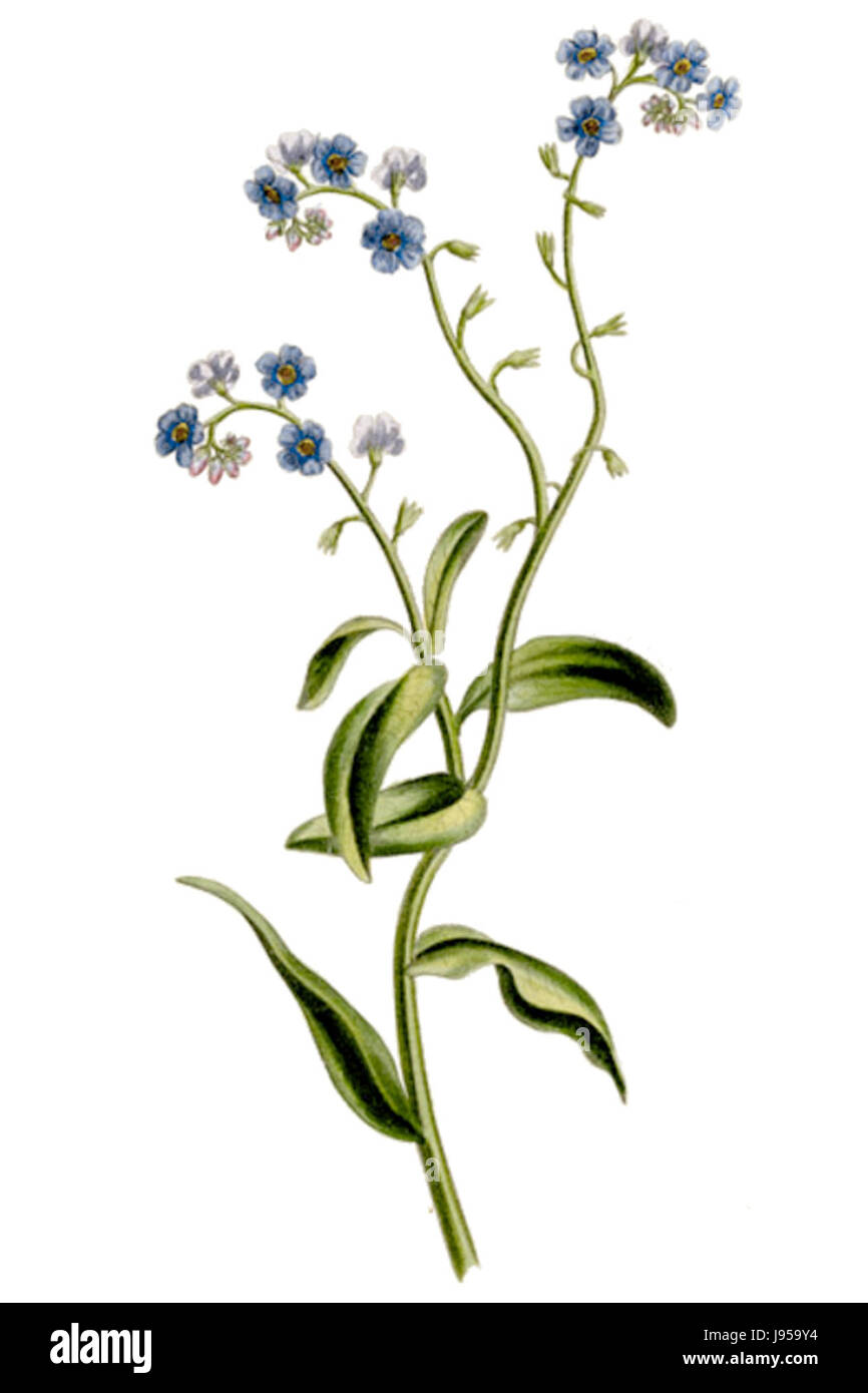 "The Romance of Nature" è una rappresentazione artistica che esplora la bellezza e la complessità della natura attraverso illustrazioni dettagliate ed elementi poetici, catturando l'essenza dei paesaggi naturali. Foto Stock