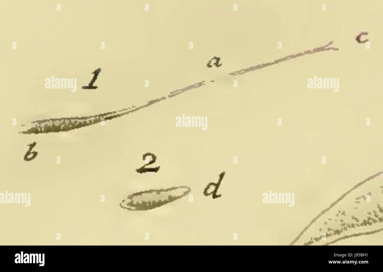 Il Vibrio strictus, identificato da Muller, è un batterio presente in ambienti acquatici. Svolge un ruolo nell'ecologia degli ecosistemi marini ed è studiato per le sue interazioni con gli organismi marini e il suo potenziale impatto sulla salute umana nelle zone costiere. Foto Stock