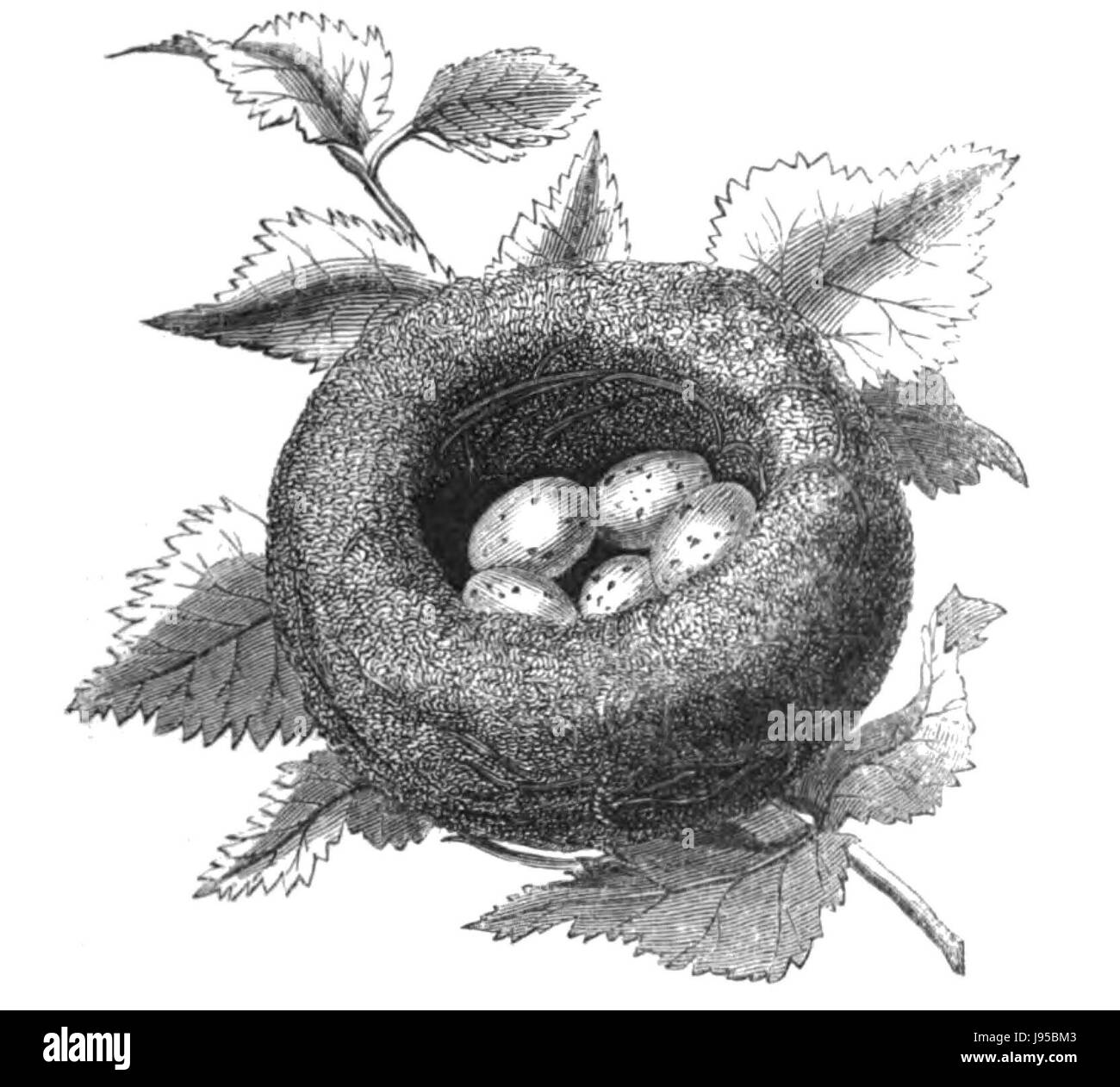 Uno studio sul nido di uccelli Goldfinch, che fornisce informazioni sulla sua storia naturale, costruzione e ambiente. Questa specie è nota per i suoi intricati comportamenti di nidificazione, tipicamente negli alberi, con enfasi sul suo habitat e sul suo ruolo ecologico. Foto Stock
