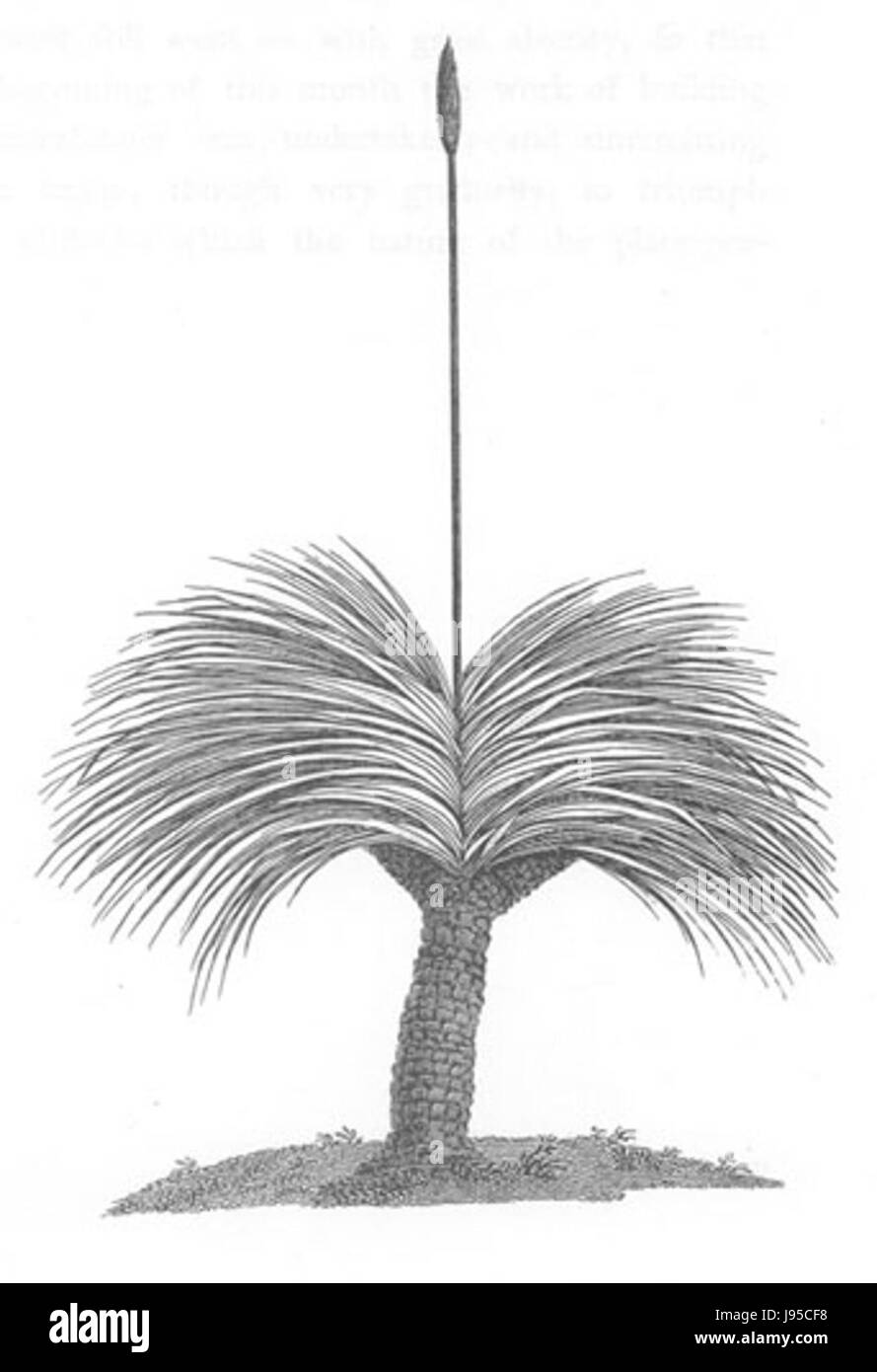 La Yellow Gum Plant, conosciuta scientificamente come *Eucalyptus leucoxylon*, è una specie di eucalipto originaria dell'Australia. E' riconosciuto per i suoi suggestivi fiori gialli e le foglie aromatiche. La pianta è utilizzata nel paesaggio e ha proprietà medicinali. Foto Stock