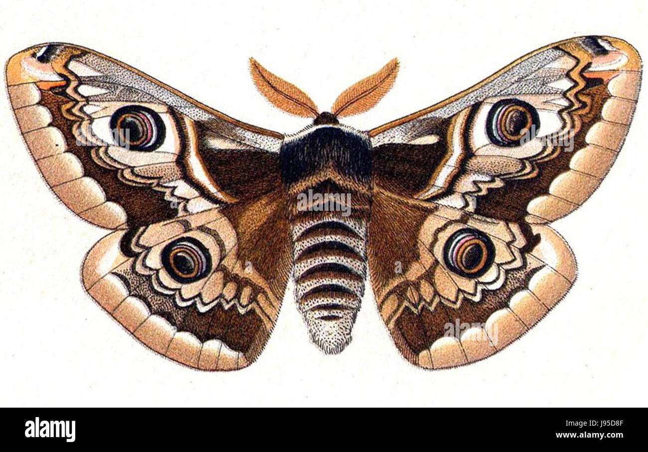 Saturnia spini è una specie di falena appartenente alla famiglia Saturniidae. È originaria di alcune parti d'Europa ed è conosciuta per il suo aspetto distintivo, in particolare per le sue grandi dimensioni e gli inconfondibili motivi alari. Foto Stock