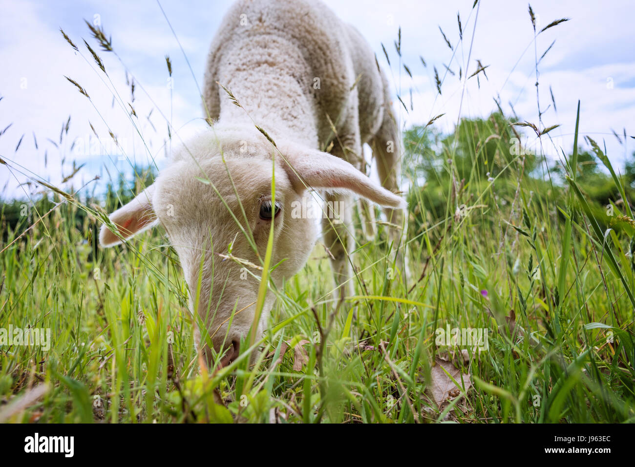 Agnello bianco mangiare - in piedi sull'erba (Prato) Foto Stock
