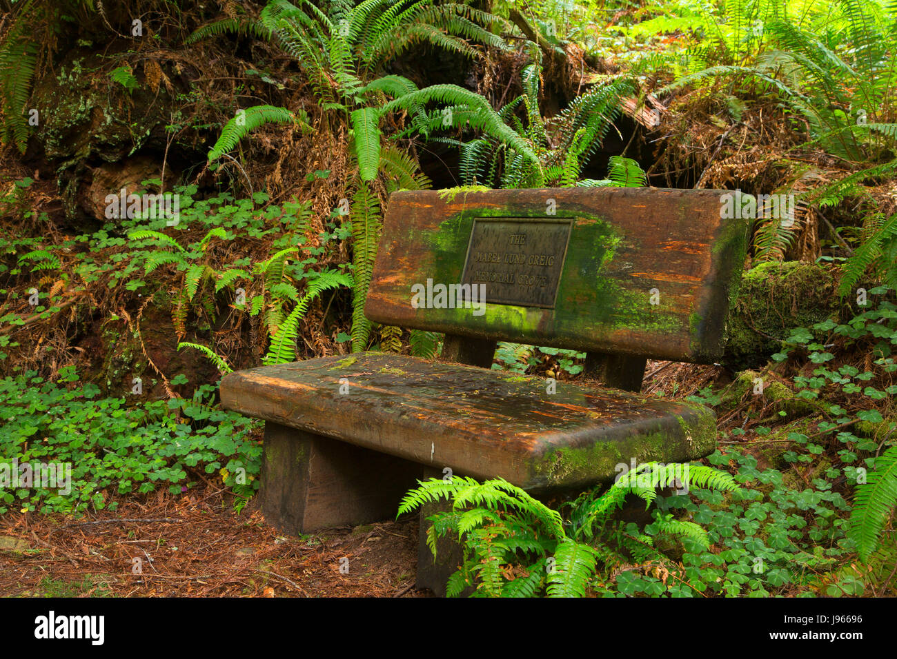Sentiero natura panca, Prairie Creek Redwoods State Park, il Parco Nazionale di Redwood in California Foto Stock