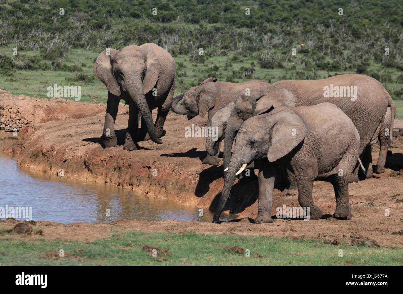 Elefanten, afrikanisch, steppenelefant, big five, Addo Elephant Park, sdafrika, Foto Stock