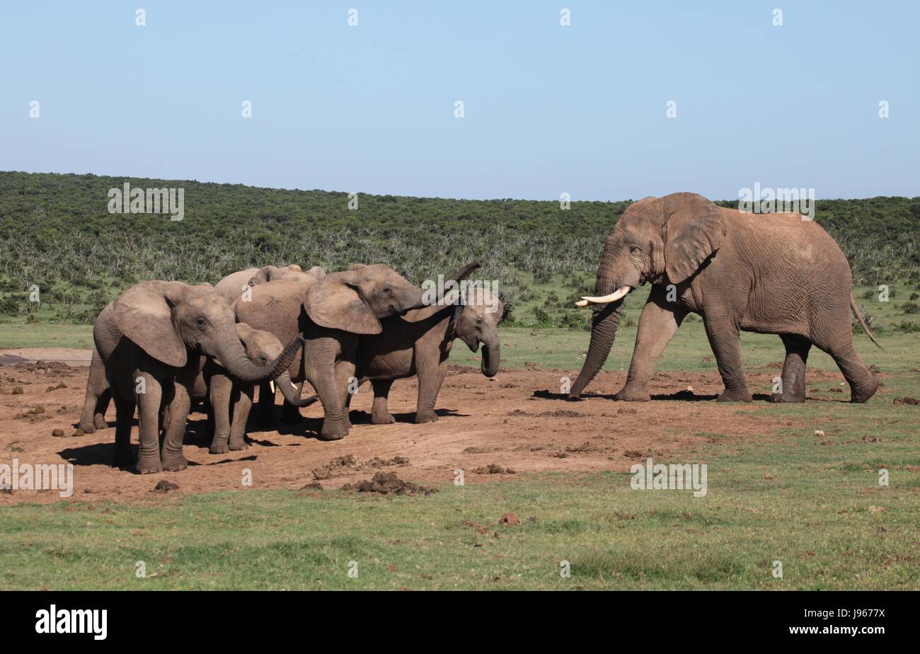Elefanten, afrikanisch, Loxodonta africana, steppenelefant, big five, addo Foto Stock