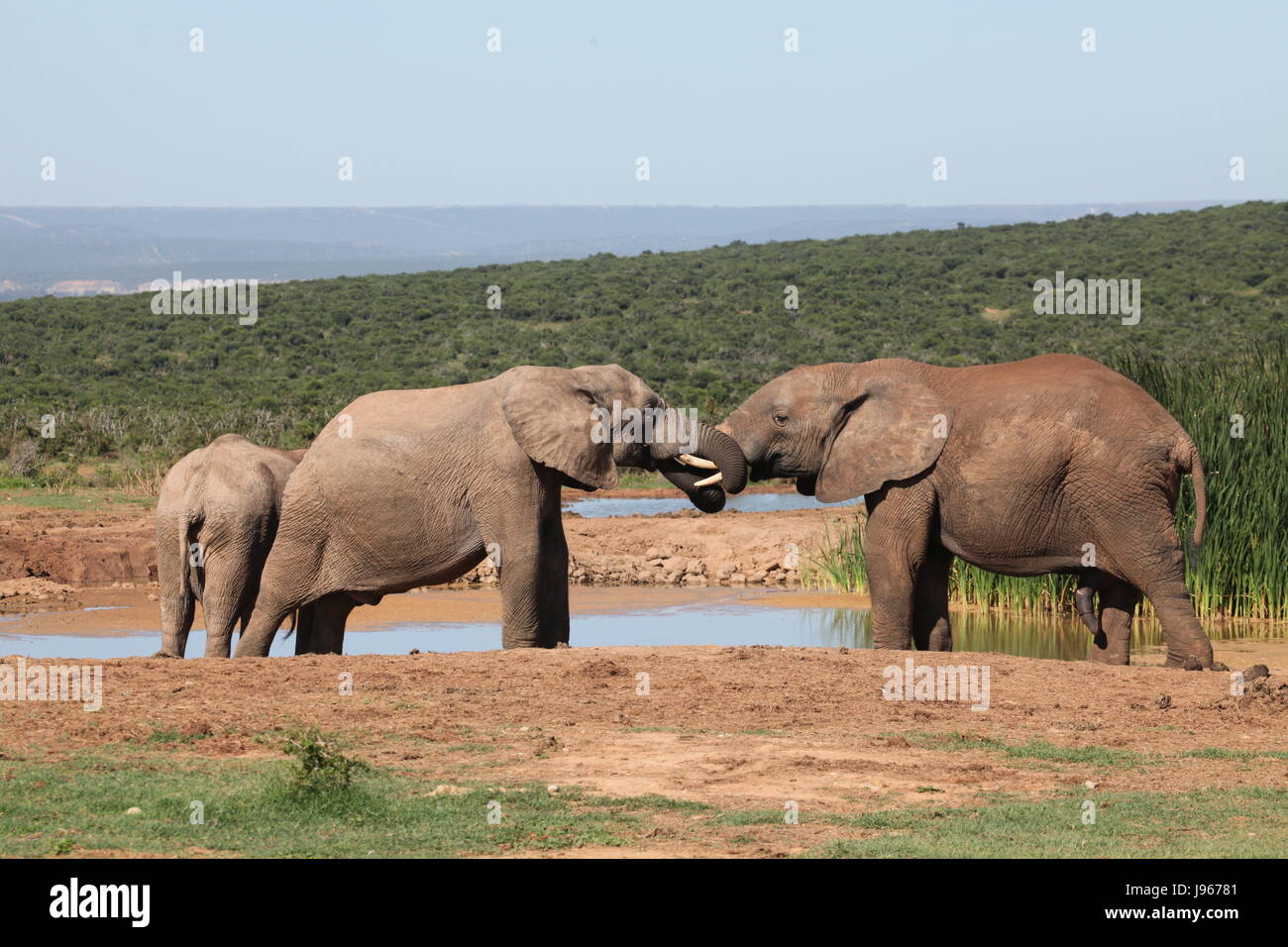 Elefanten, afrikanisch, steppenelefant, big five, Addo Elephant Park, sdafrika, Foto Stock