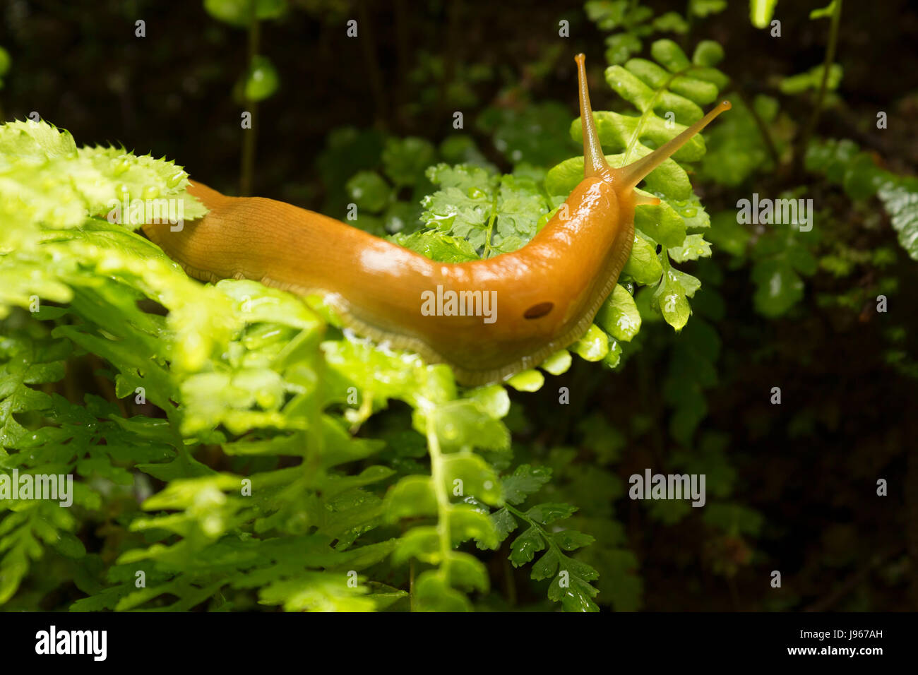 Banana slug lungo il sud Forcella Trail, Prairie Creek Redwoods State Park, il Parco Nazionale di Redwood in California Foto Stock