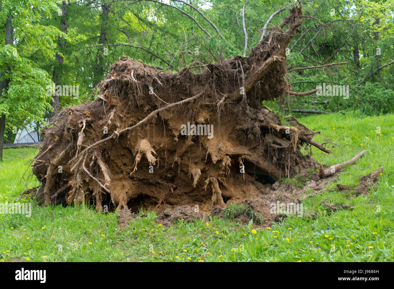 Albero ritorto con un uragano a Mosca Foto Stock