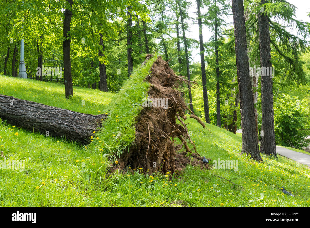 Albero ritorto con un uragano a Mosca Foto Stock