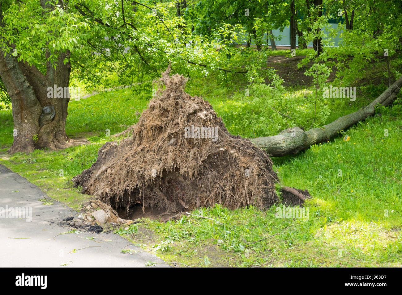 Albero ritorto con un uragano a Mosca Foto Stock