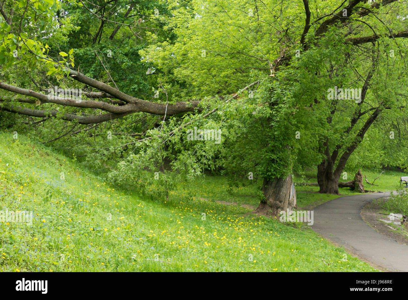 Un albero rotto da un uragano a Mosca Foto Stock