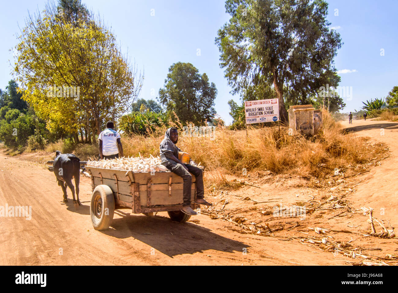 Uomo alla guida di un bue carrello trasporta un carico di mais appena raccolto dal suo campo nel villaggio Mphalale, nei pressi di Dedza, Malawi, Africa Foto Stock