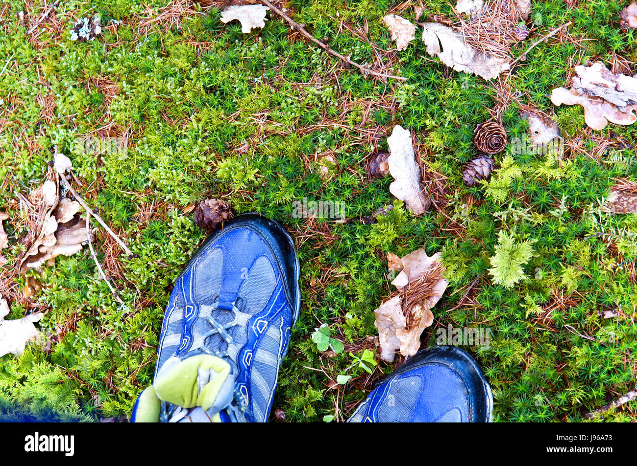 In piedi sulla pietra ricoperta di verde muschio sphagnum Foto Stock