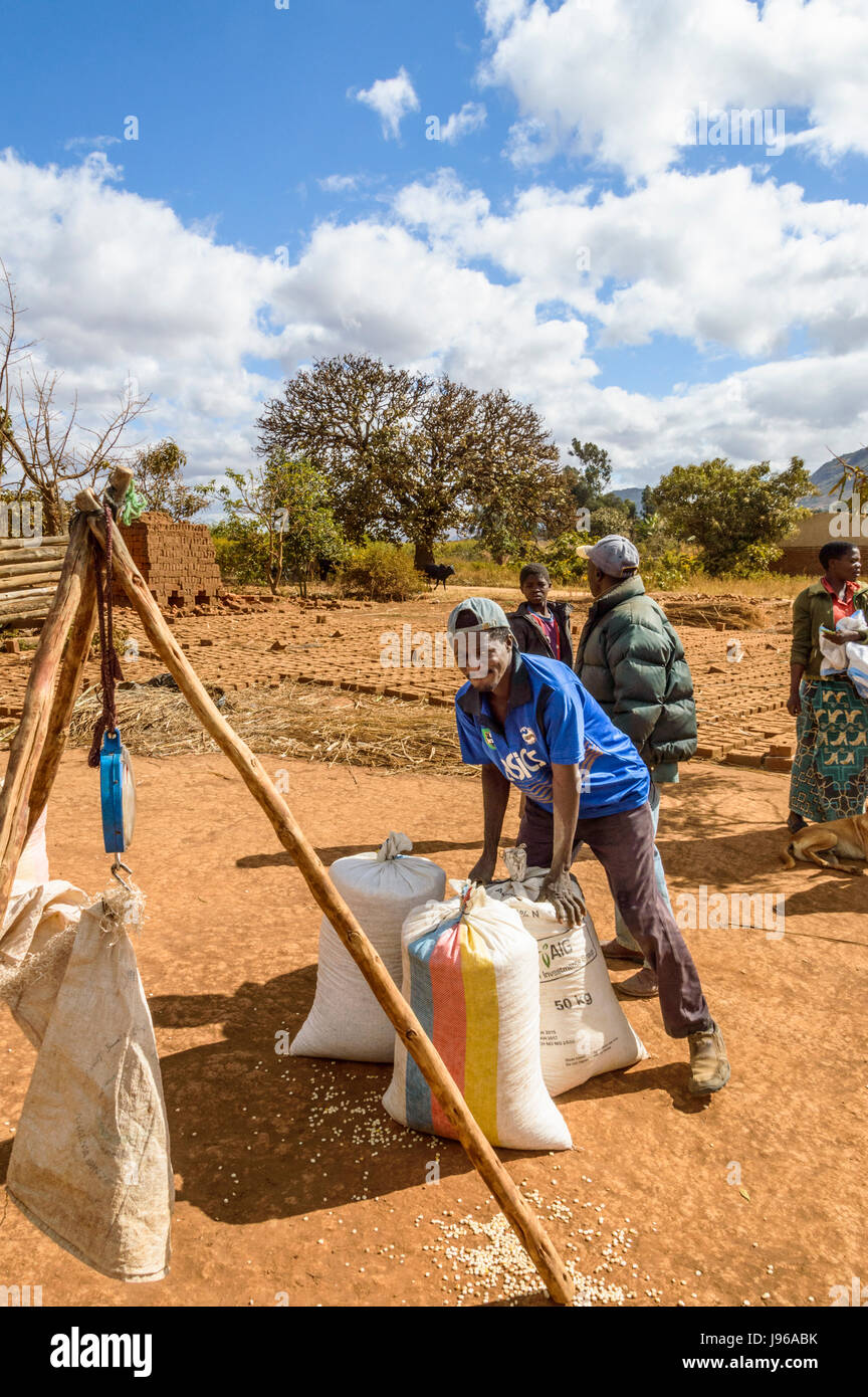 Commerciante malawiana del peso di sacchi di mais essendo venduto da un villaggio donna in Chiphazi, nei pressi di Dedza, Malawi, Africa la sua bilancia supportato sul cavalletto di legno Foto Stock