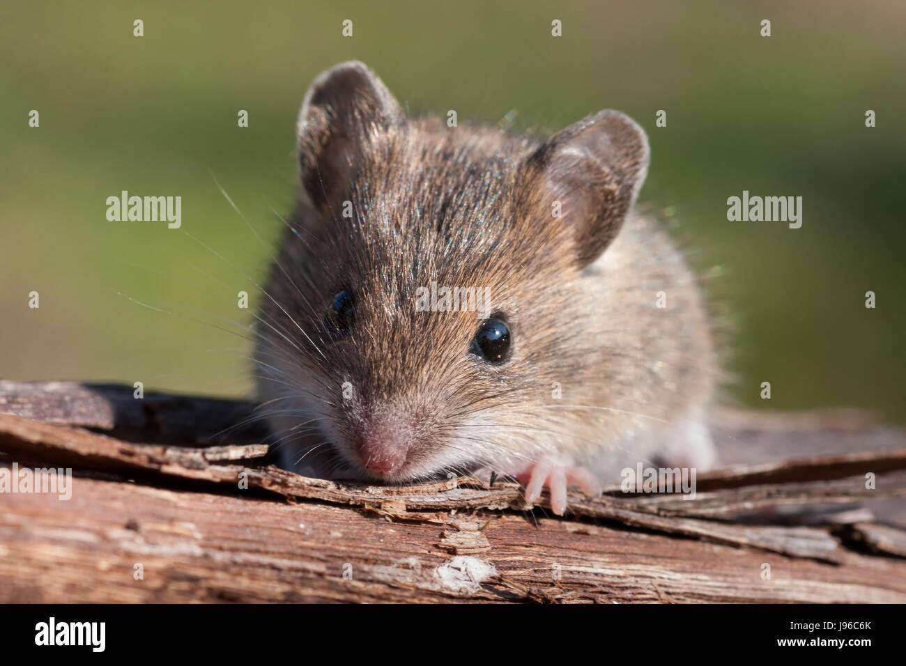 Animale, pet, mammifero, di roditore, pelliccia, piccoli, piccola, poco, breve, mouse, fastidioso, Foto Stock