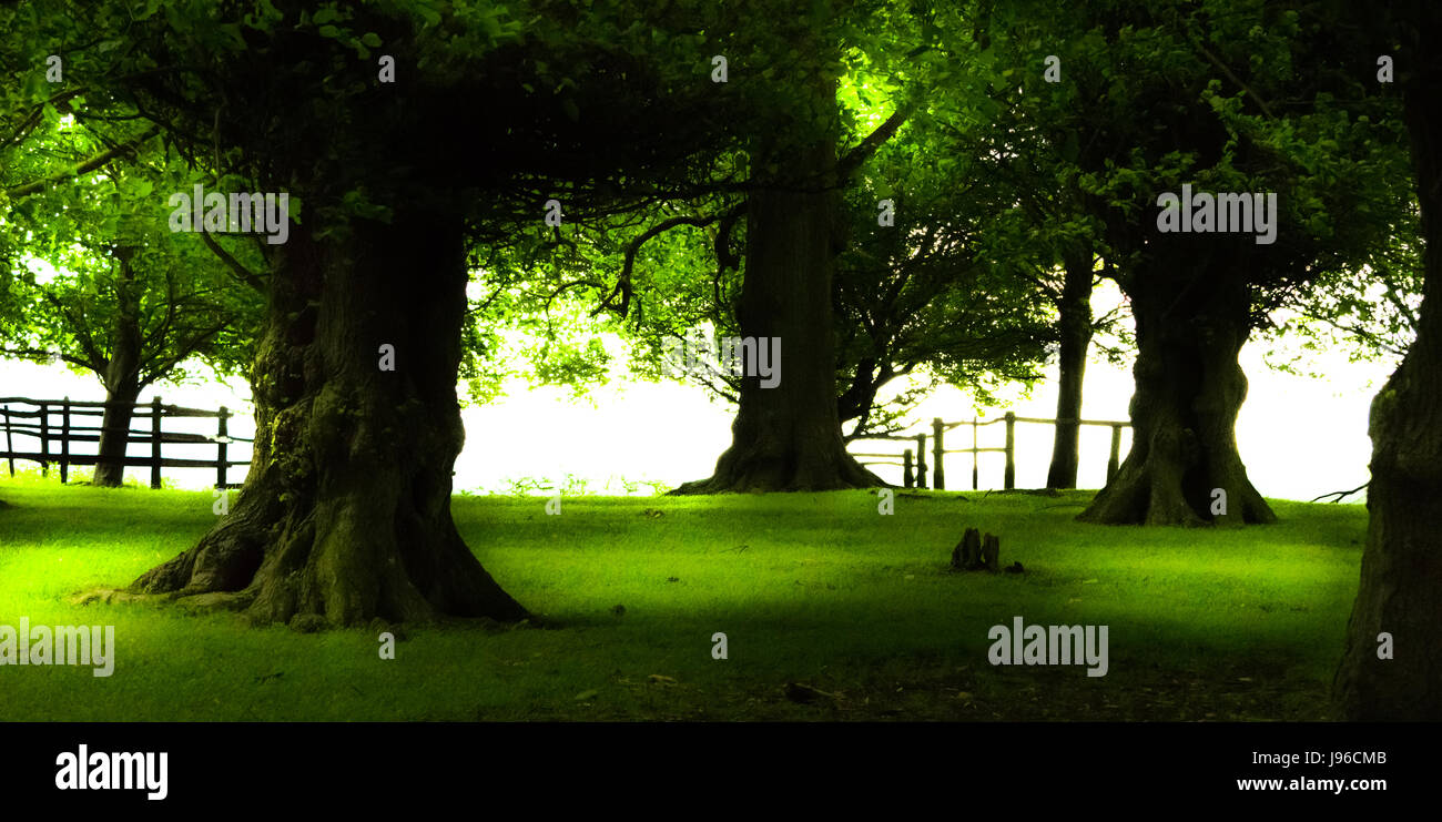 Le querce del Parco nel Regno Unito con la fiaba look Foto Stock