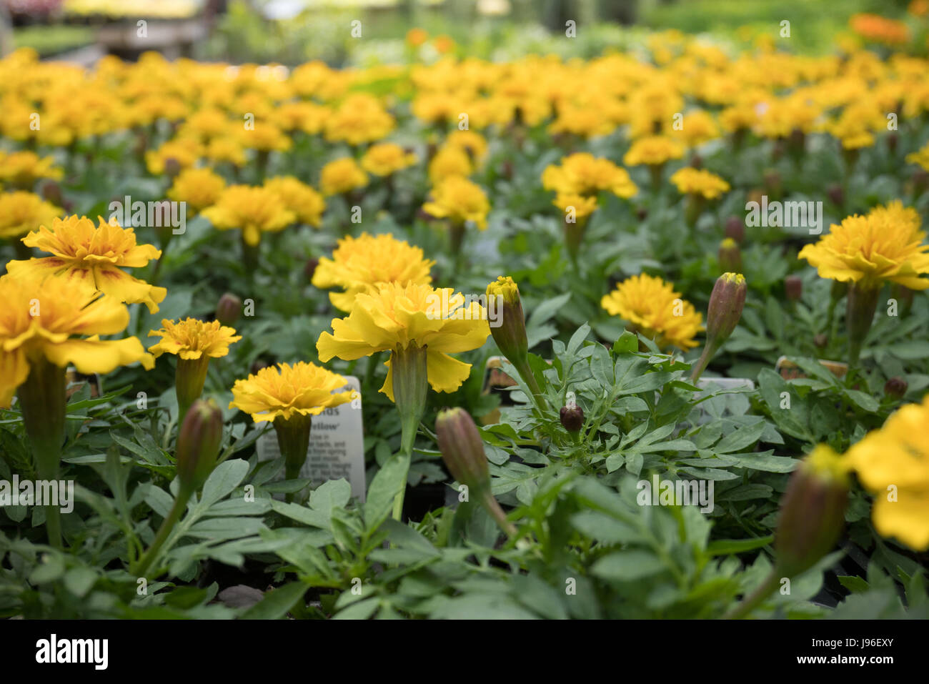 Close up di fiori gialli Foto Stock