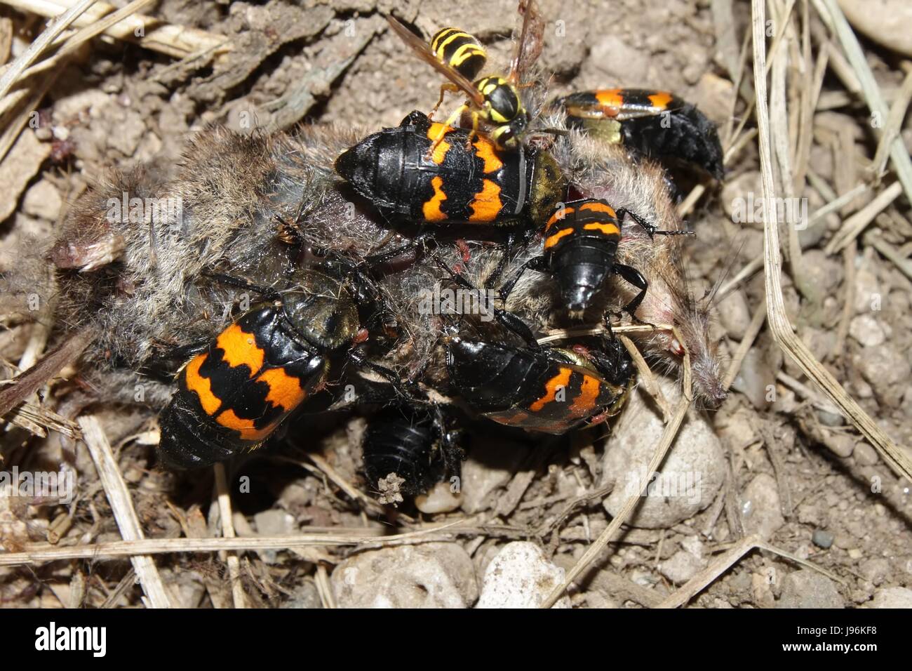 Beetle, carrion, sepolto, bury, vita, esistono, esistenza, vivendo, vive, vivi, Foto Stock