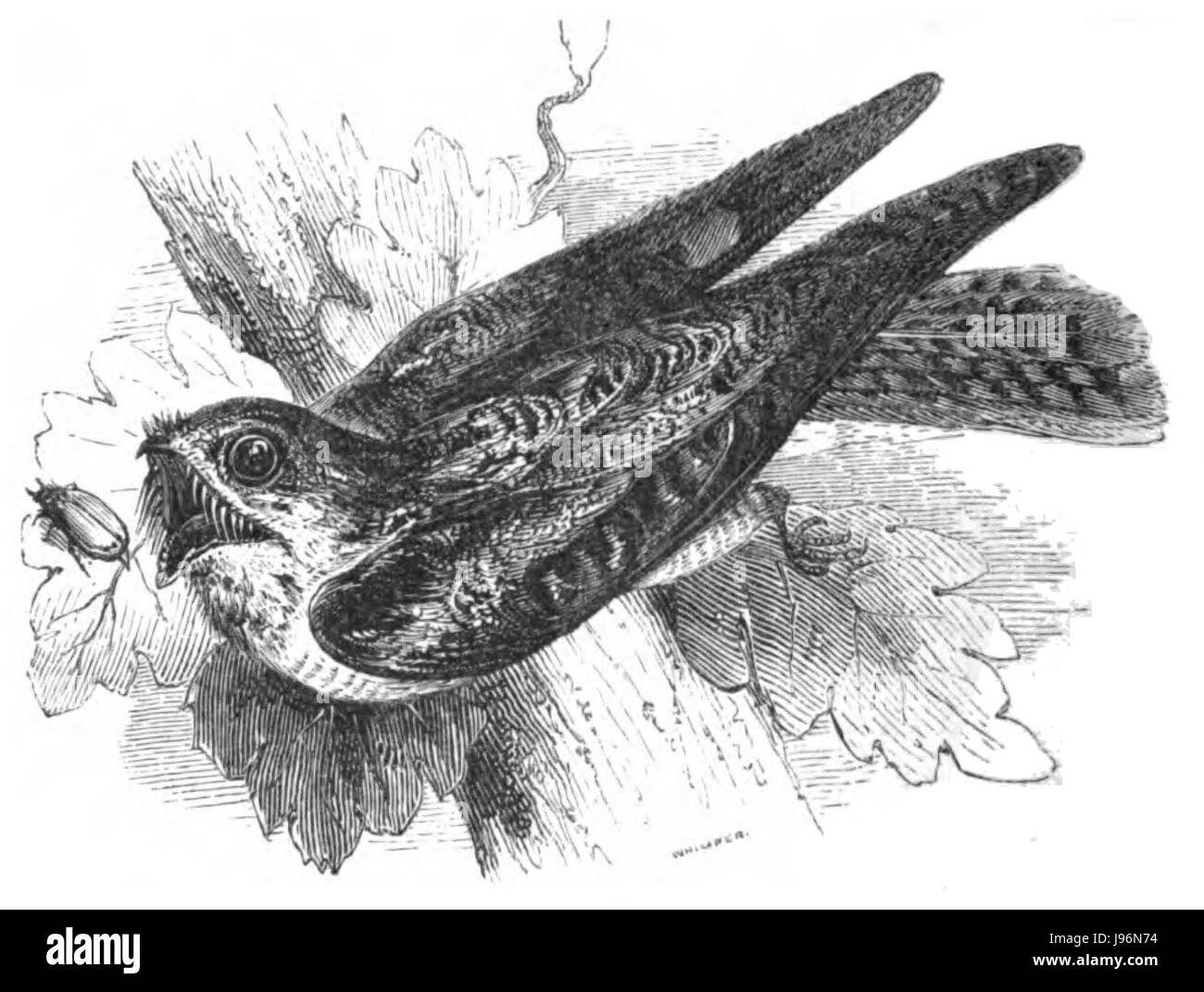 Il Nightjar è una specie di uccello conosciuta per il suo comportamento notturno e le sue caratteristiche chiamate. Fa parte della famiglia dei Caprimulgidae e si trova in vari habitat in tutto il mondo. I Nightjars sono tipicamente insettivori, si nutrono di falene e altri insetti volanti. Il loro piumaggio mimetico li aiuta a integrarsi nell'ambiente circostante durante il giorno. Foto Stock