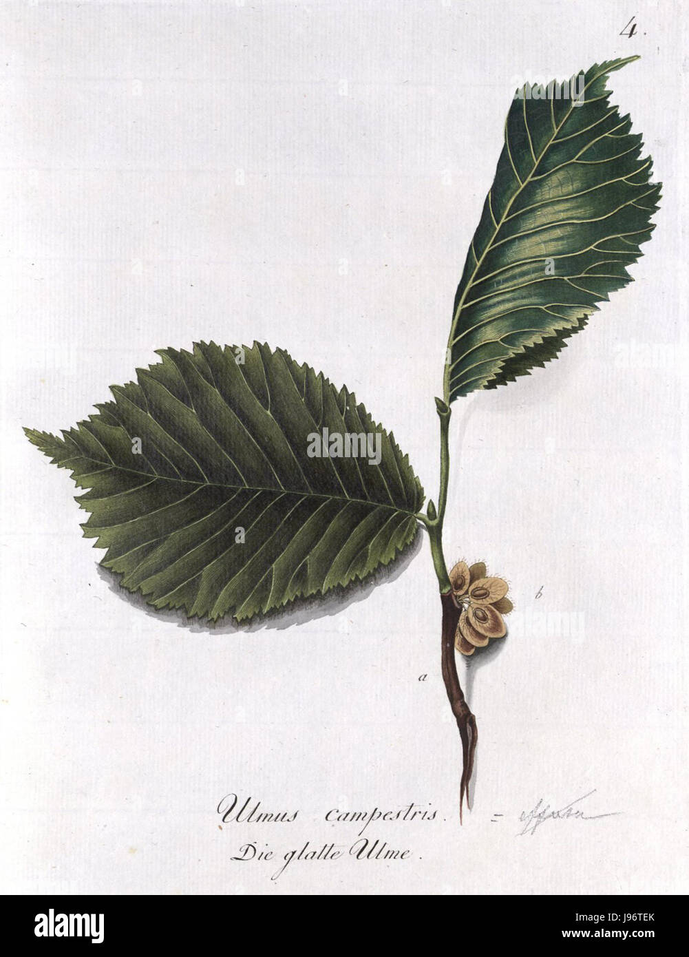 Reitter Abel Holzarten T004 è un documento o un riferimento, probabilmente legato alle industrie del legno o della lavorazione del legno, incentrato sugli aspetti storici o tecnici dei tipi di legno e sul loro utilizzo. Foto Stock