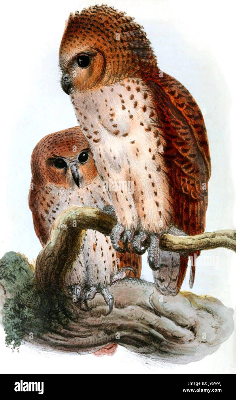 La Scotopelia peli, nota anche come gufo da pesca del pelâ, è una grande specie di gufo diffusa nell'Africa subsahariana. È notevole per le sue capacità di caccia, in particolare per la sua capacità di catturare pesci in ambienti acquatici. Foto Stock