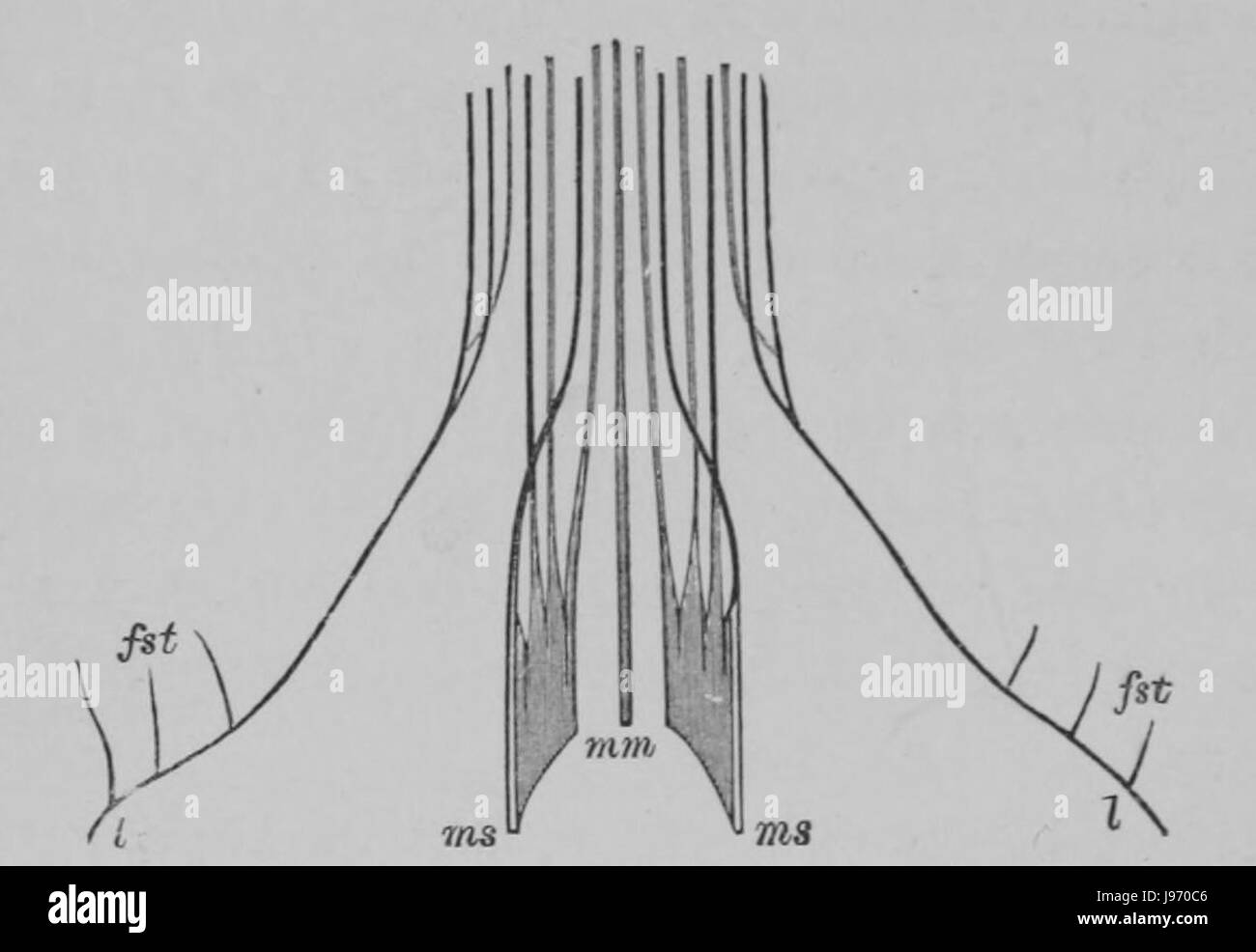 La Quercia (Marshall Ward) Fig. 10 Foto Stock