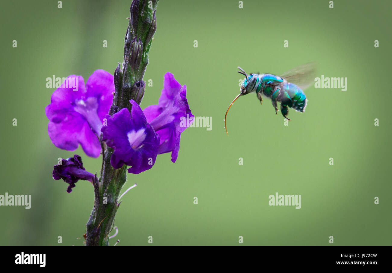 Blu-verde Bee passando per il nettare Foto Stock