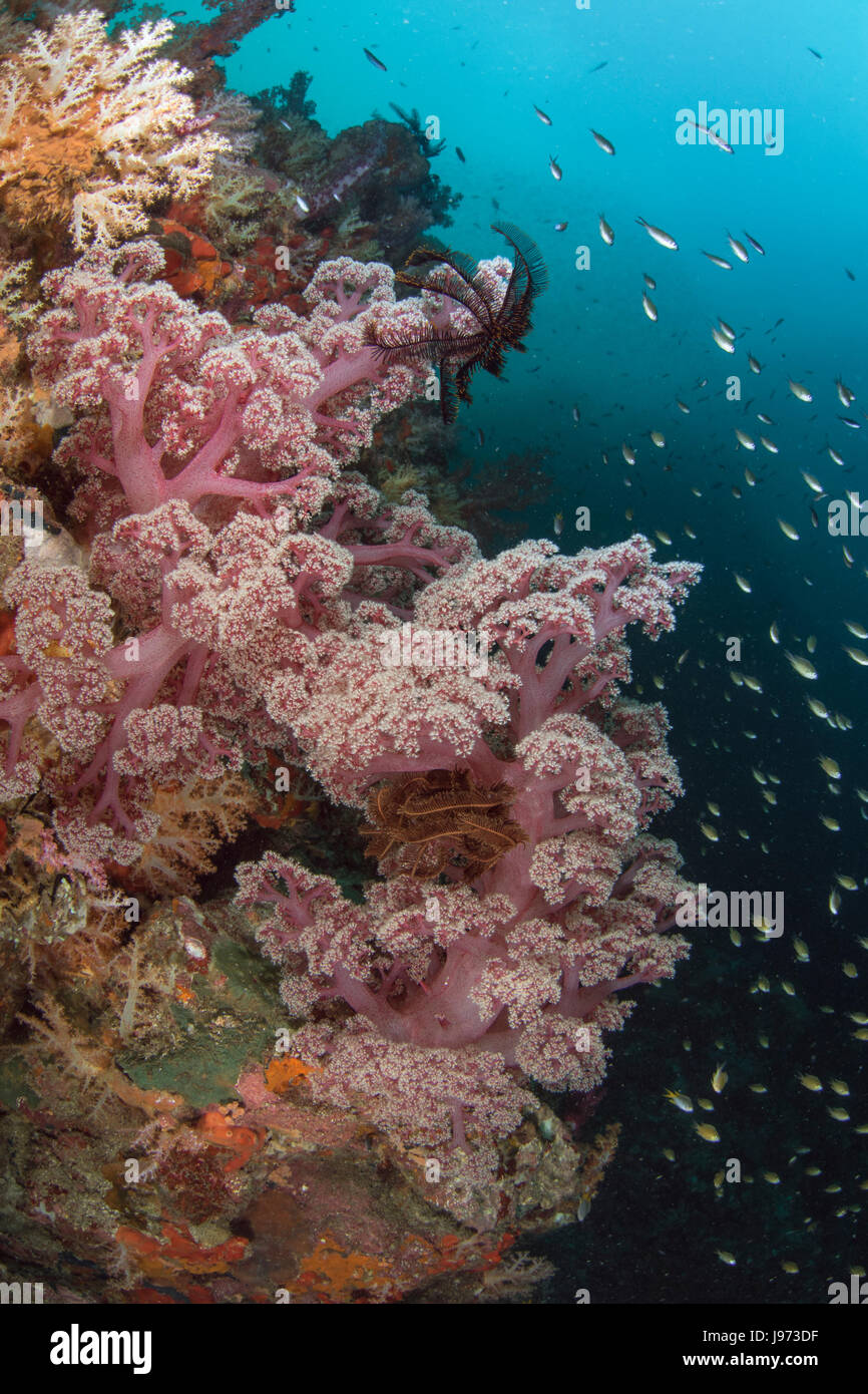 Rosa coralli molli fioritura sul sano reef in mare delle Andamane, Thailandia Foto Stock