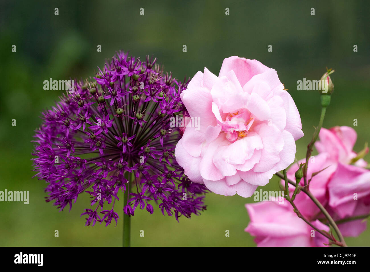 Rosa rosa ad arbusto e Allium viola sensazione fiori. Foto Stock