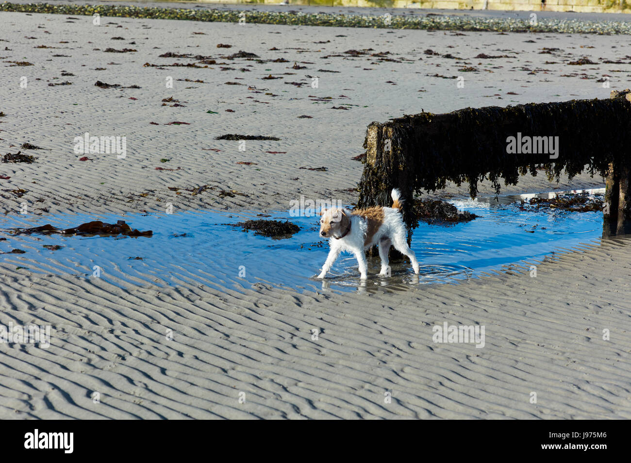 Piccolo terrier sulla spiaggia con la bassa marea Foto Stock