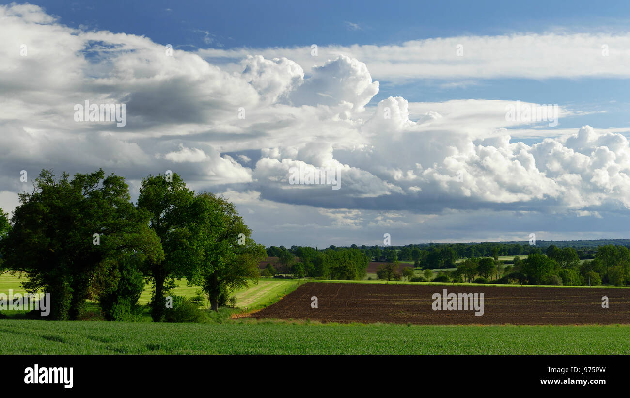 Campagna in primavera (maggio), coltivati tenute, campo di grano e campo arato (Nord Mayenne, Pays de la Loire, in Francia, in Europa). Foto Stock