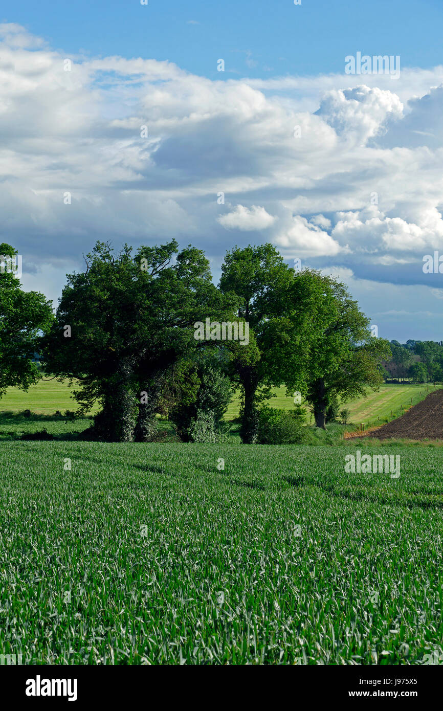 Farmland in primavera (maggio), campi coltivati e campo di grano (Nord Mayenne, Pays de la Loire, in Francia, in Europa). Foto Stock