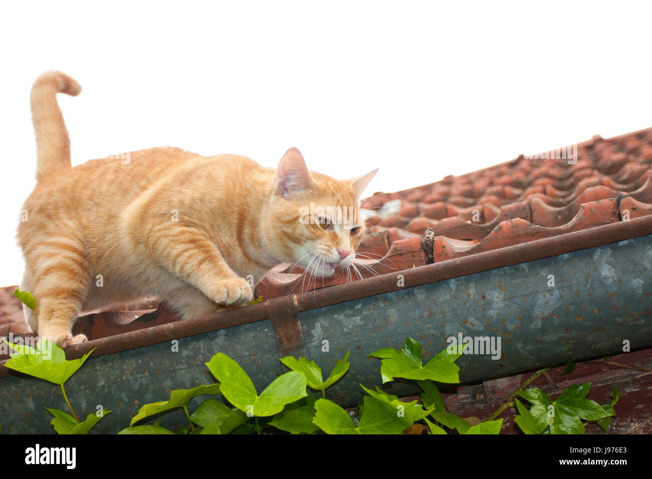 gatto sul tetto Foto stock - Alamy