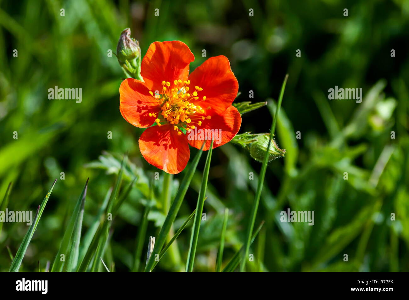 La luce del sole rosso o Geum avens fiori in glade, montagna Rila, Bulgaria Foto Stock