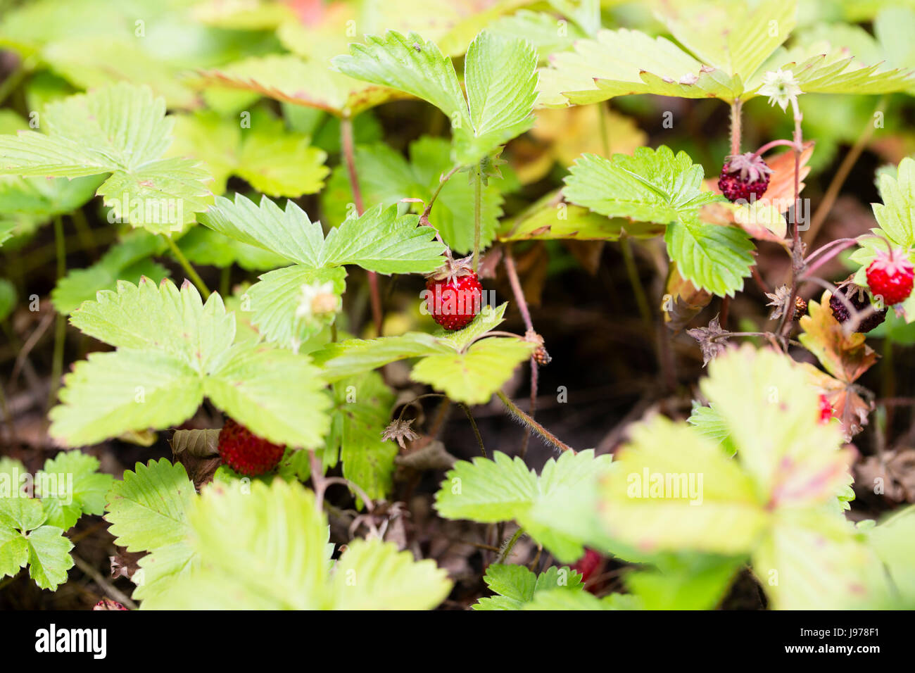 Fragole pianta con foglie di colore verde. Close up. Foto Stock