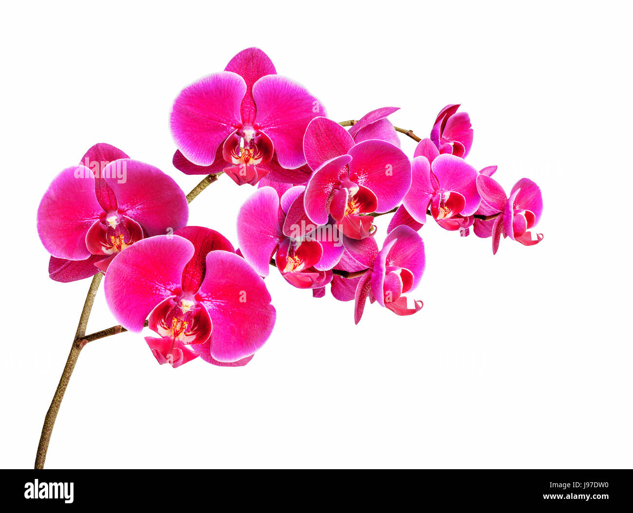 Orchidaceae fiore isolato su sfondo bianco Foto Stock