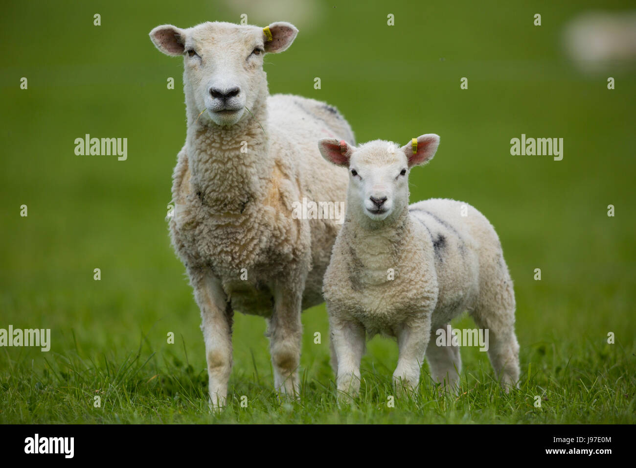 Le pecore e gli agnelli pascolano sui pascoli più ruvida sulla South Downs, Midhurst, West Sussex Foto Stock