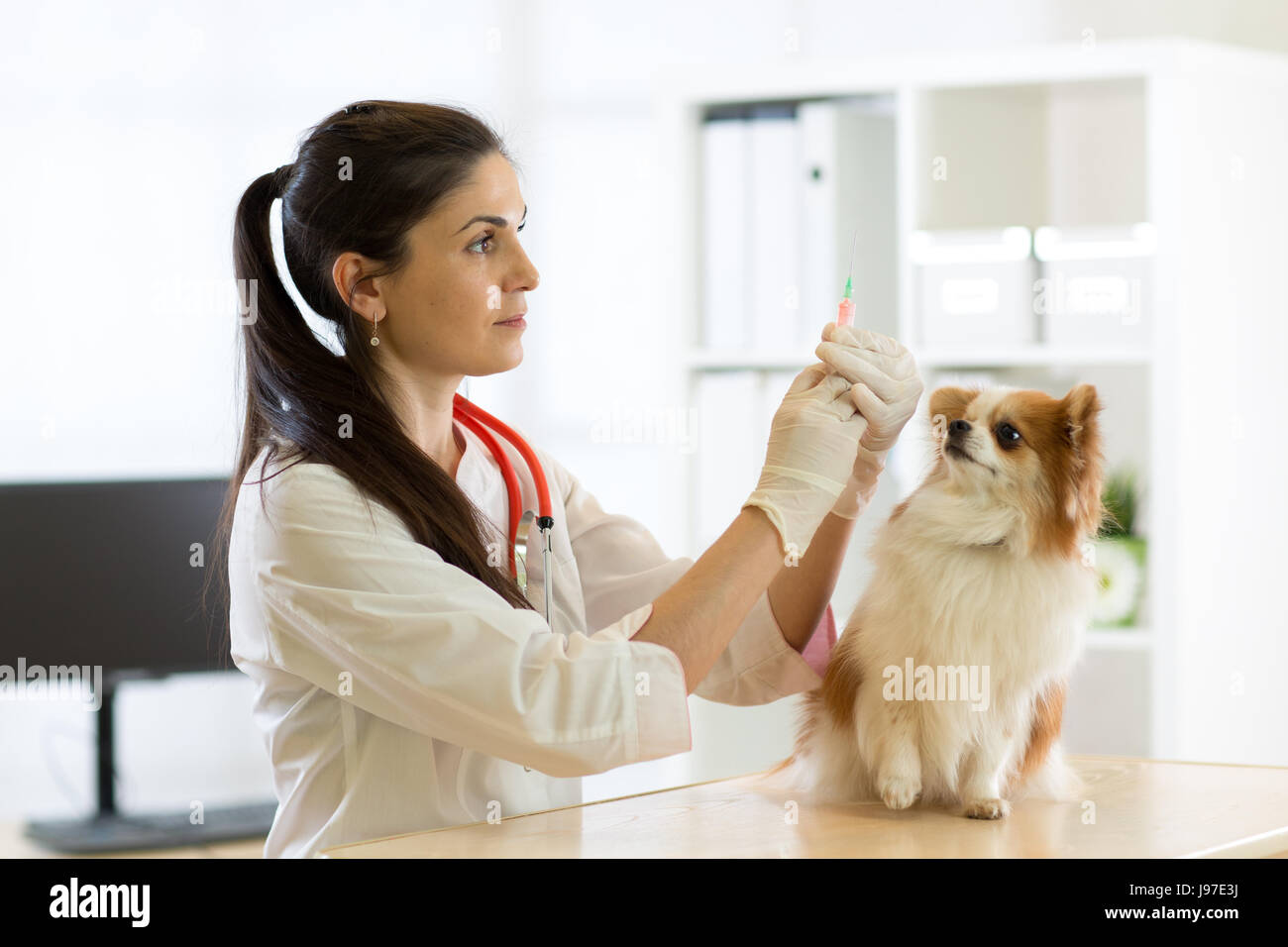 Giovane medico veterinario dando la vaccinazione iniezione per cane Foto Stock