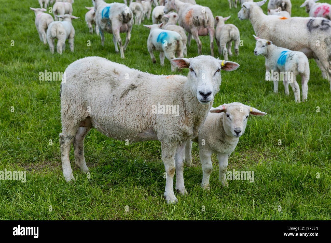 Le pecore e gli agnelli pascolano sui pascoli più ruvida sulla South Downs, Midhurst, West Sussex Foto Stock