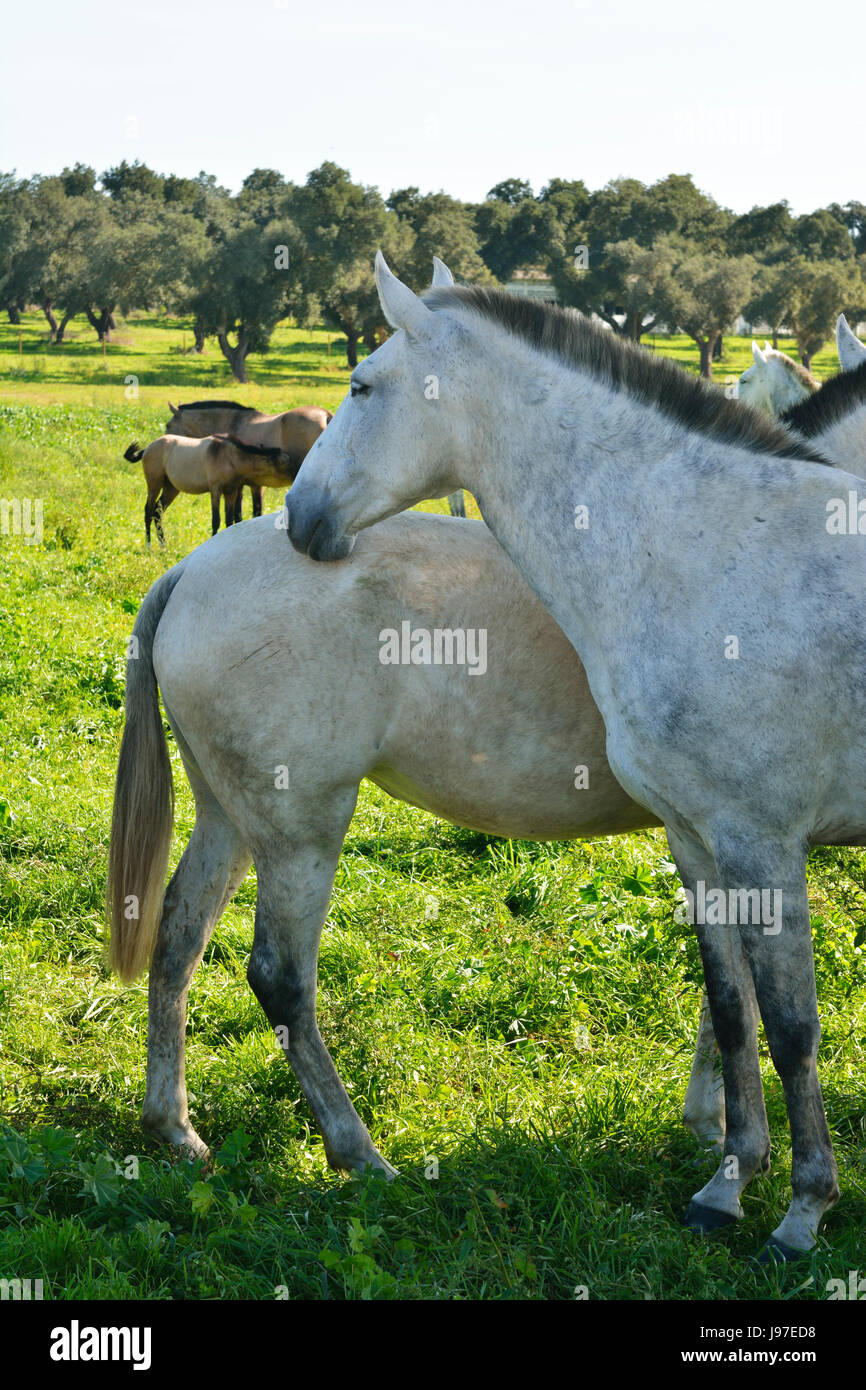Portoghese lusitano di cavalli nel Rio Frio. Un purebreed del Portogallo Foto Stock