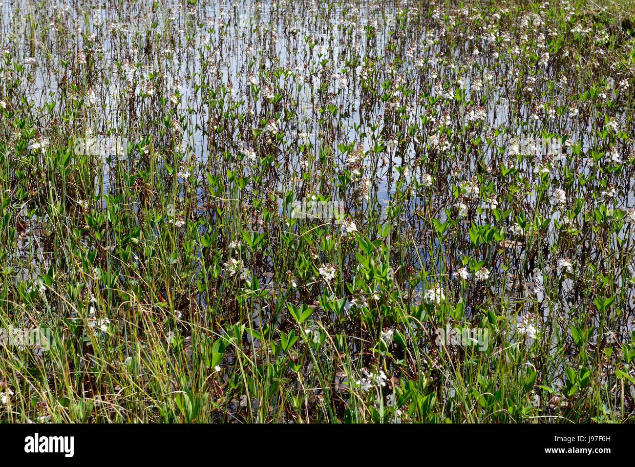 Bog fagioli fagioli bogbean Menylanthes triolata crescente sul bordo di un lago Isola di Skey Scozia UK GB Foto Stock