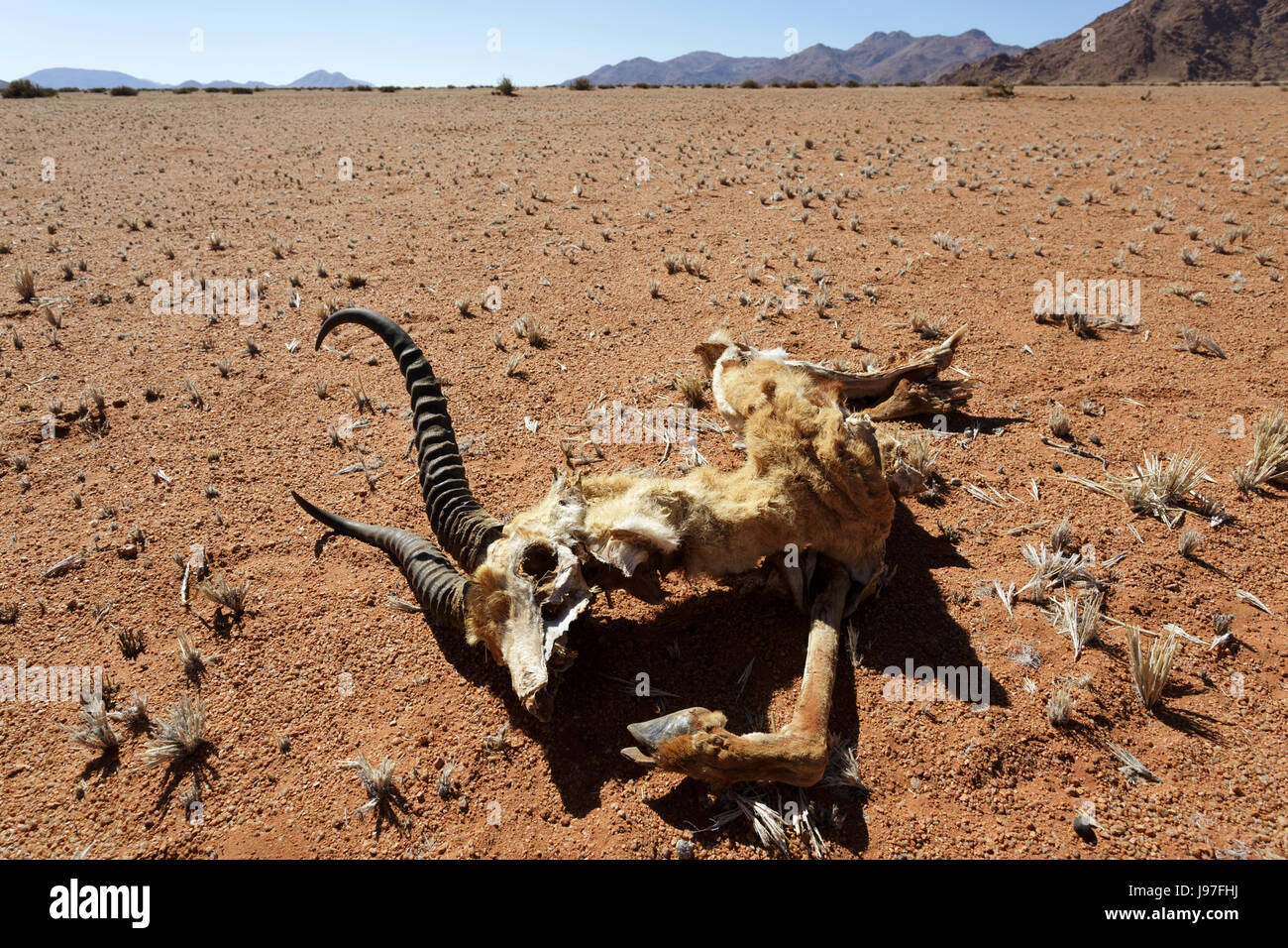 Gazelle morto in un paesaggio secco, Namibia. Foto Stock