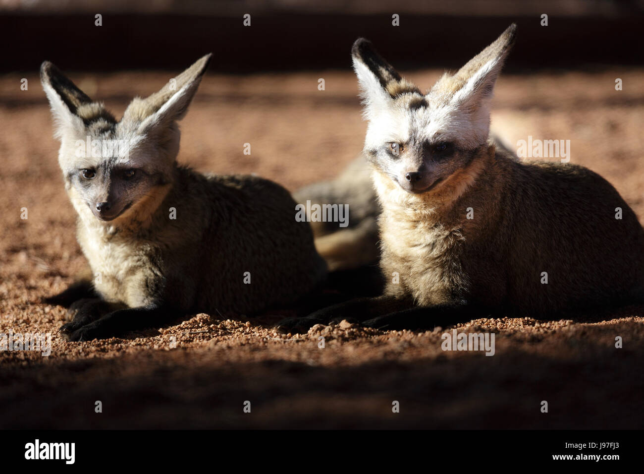 Due Bat-eared volpi a Namib-Naukluft, Namibia. Foto Stock