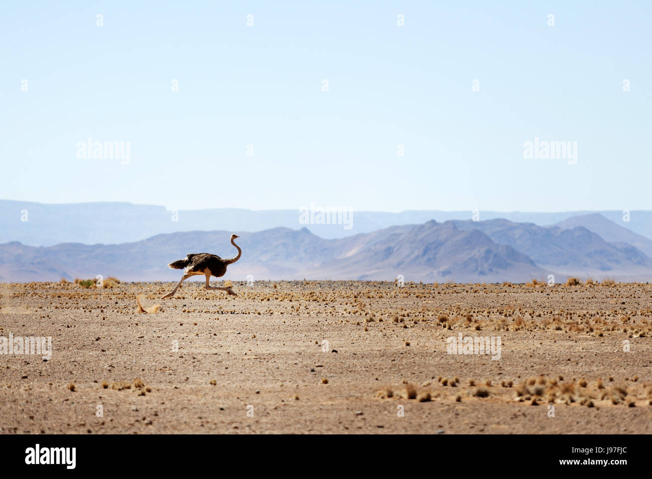 Esecuzione di struzzo, Namibia. Foto Stock
