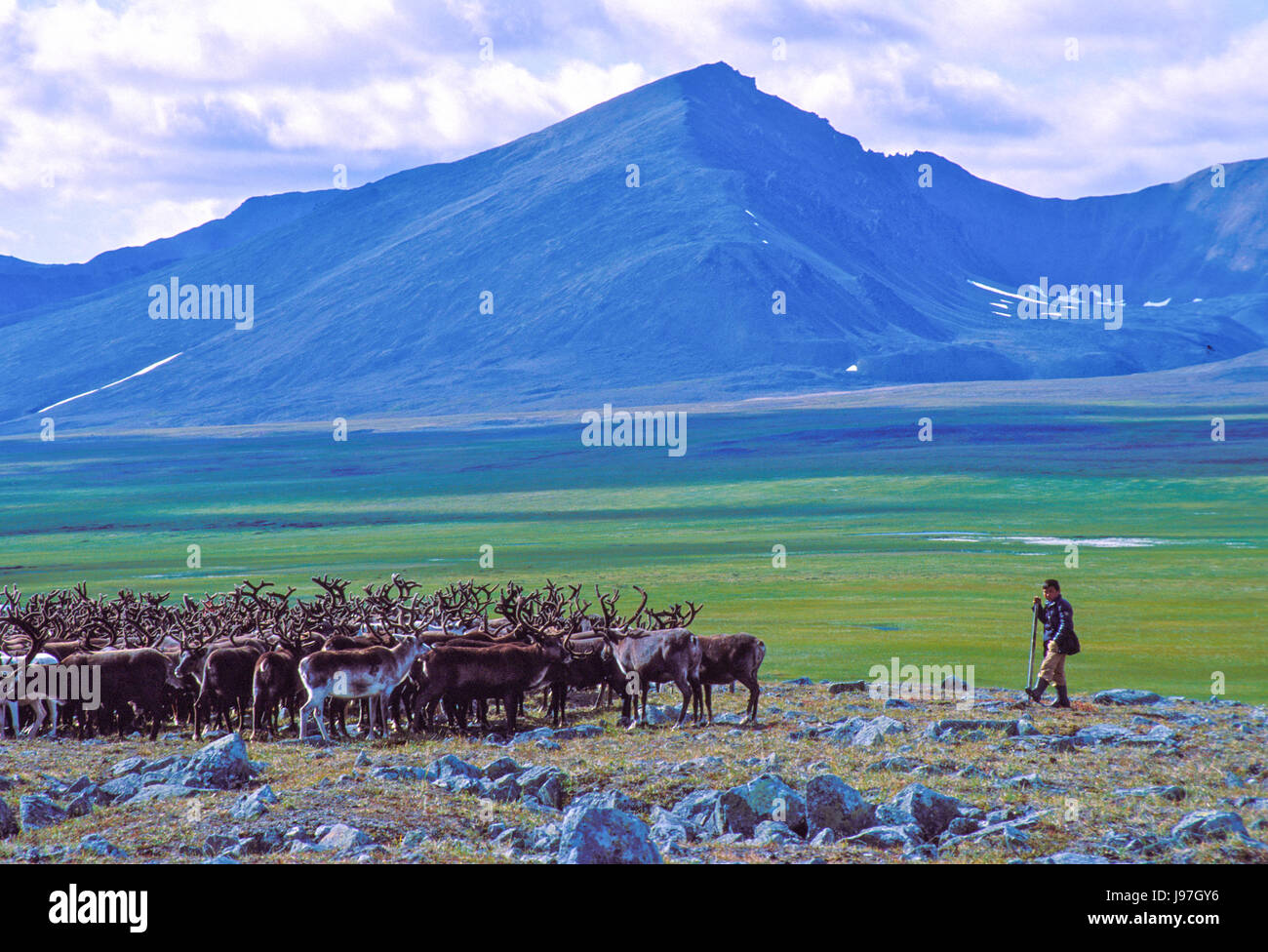 Chukchi nomadi allevatori di renne' accampamento sulla Chukchi o penisola Chukotka, in Estremo Oriente russo. Ragazzo imbrancandosi di renna. Foto Stock