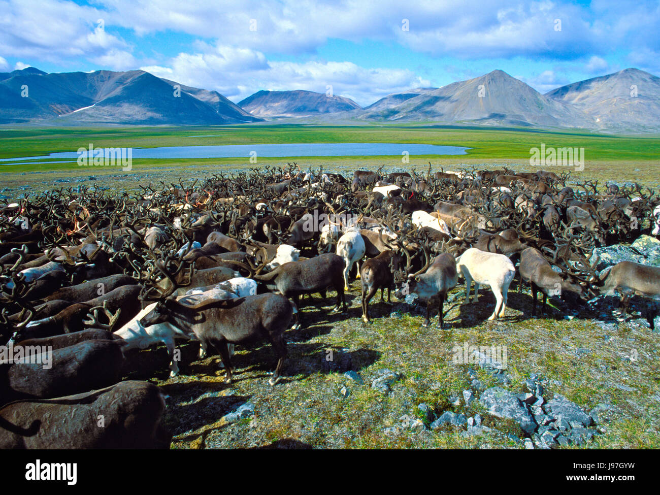 Chukchi nomadi allevamento di renne sulla Chukchi o penisola Chukotka, in Estremo Oriente russo. Foto Stock