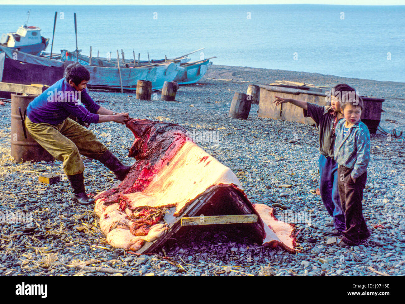 Allungamento di un tricheco nascondere per un umiak o il tradizionale tricheco-barca della pelle presso il villaggio Yupik di Uelen, Chukotka, Russia in Estremo Oriente. Foto Stock