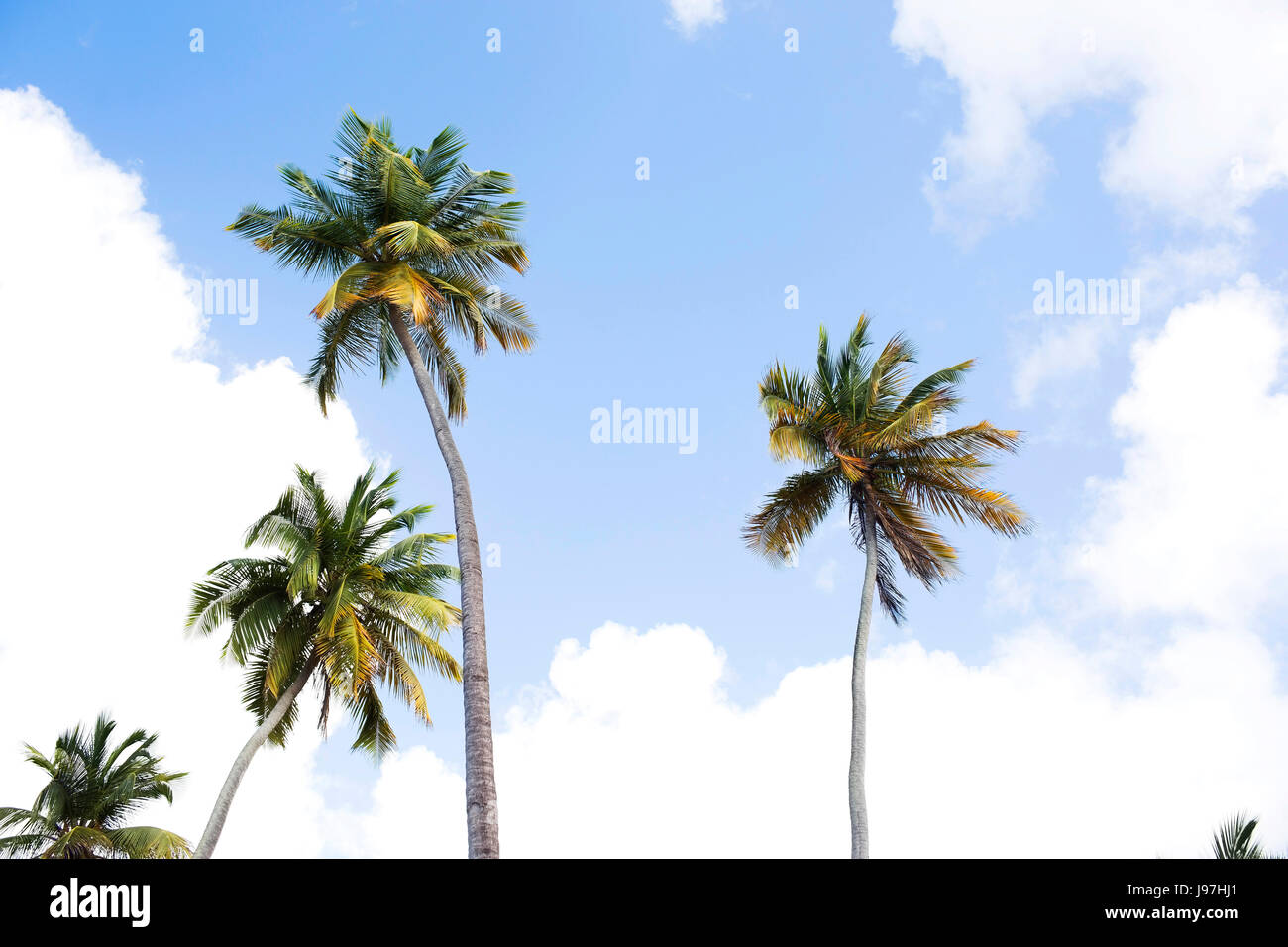 Basso angolo di visione delle palme Foto Stock