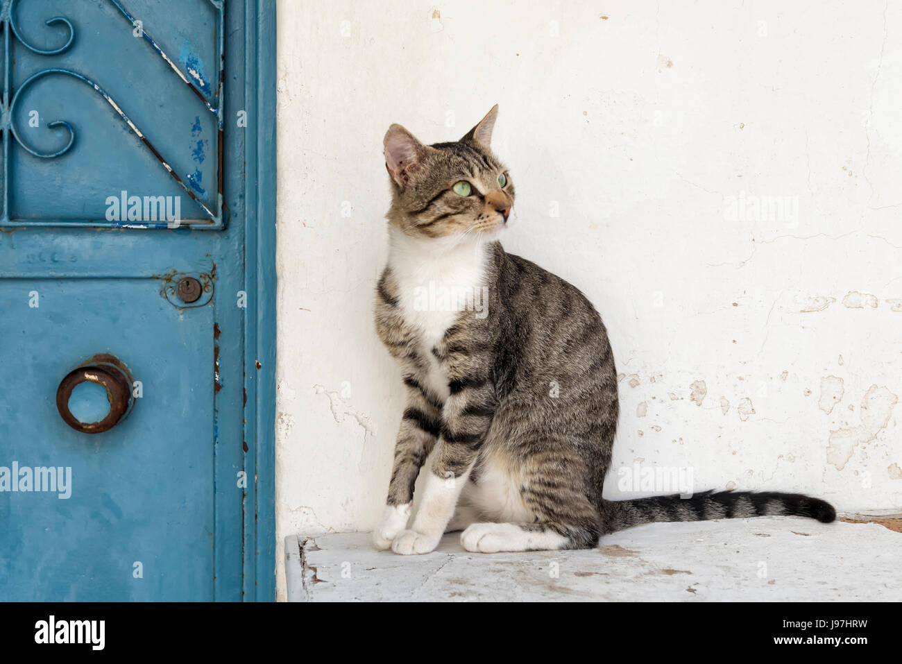 Gatto dagli occhi verdi Foto Stock